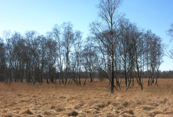 Fototapeta premium Birkengruppe-III- Wittmoor-Hamburg