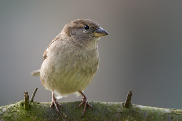 house sparrow - Passer domesticus