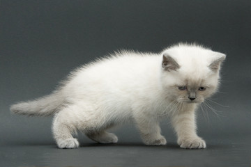 nice cute british kitten