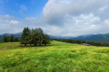 Summer alpine meadow