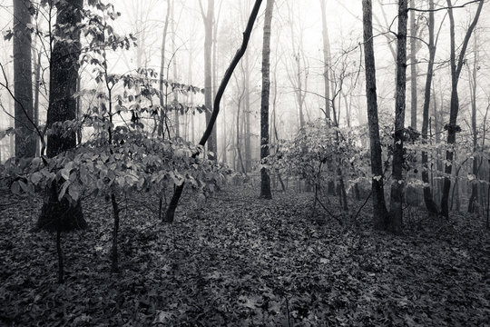Fototapeta Monochrome image autumn foggy forest