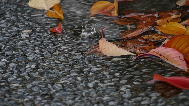 Slow motion view of raindrops on pavement and autumn leaves.