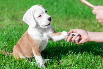 Little puppy giving his paw