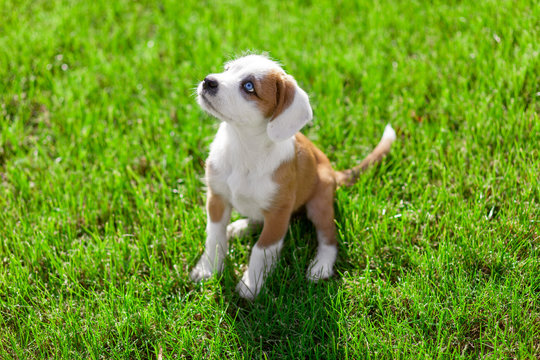 Curious little puppy sitting on the green grass