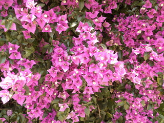 満開のブーゲンビリア