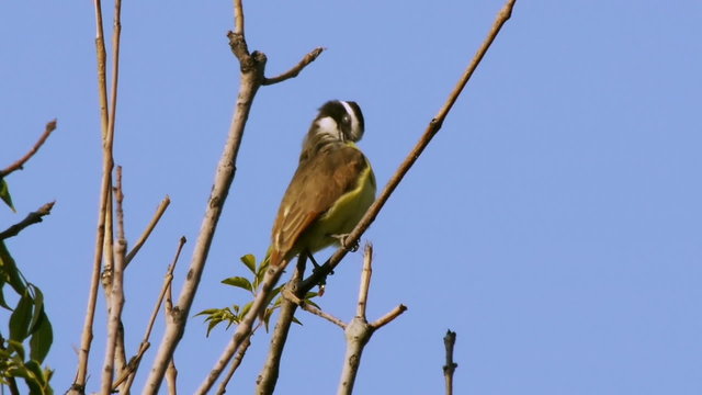 Kiskadee Flycatcher Bird making call sound