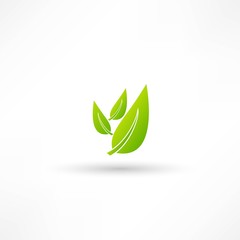 Fototapeta premium vector icon leaf