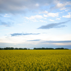 agricultural field