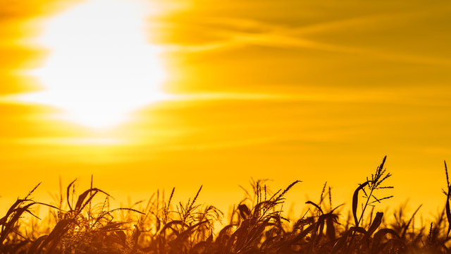 Corn Field At The Yellow Sunset