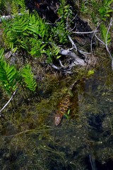 Baby Alligator in the Okefenokee Swamp