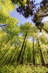 Fototapeta premium Beech forest in spring