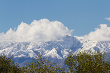 wintering in California
