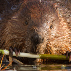 beaver