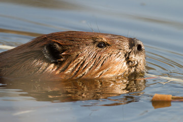 beaver