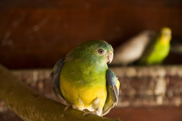 Parrot