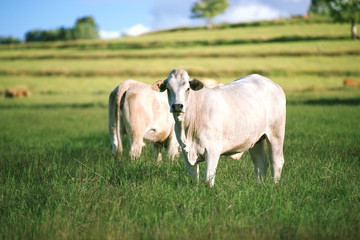 Group of cows including a baby cow in the outback.