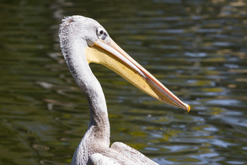 Pelican - Pelecanidae