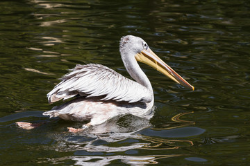 Fototapeta na wymiar Pelican - Pelecanidae