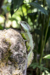 lizard at a rock in tropical area