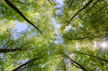Tree tops of beeches in spring