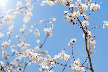 white spring apricot flowers
