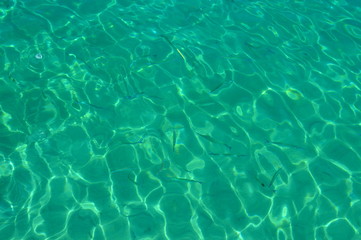 Barracudas in tourquoise water