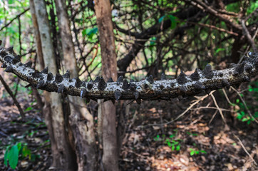 Vine, Creeper, Tropical Rainforest