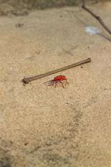 The red bug standing near the piece of wood