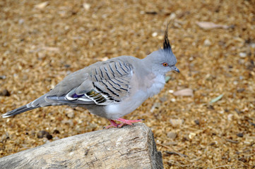 Pigeon