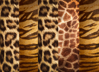 Texture of animal skins ,leopard,tiger and giraffe
