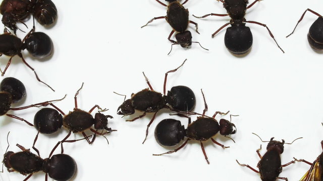 Atta Queen Ants Speed Up commonly found in South America.