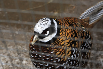 Royal pheasant in the cell.