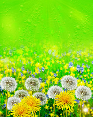 Summer landscape. dandelion