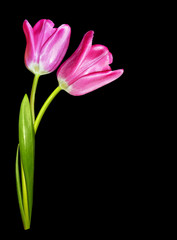 Pink tulips isolated on a black background