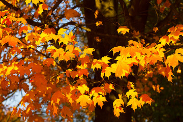 Bright colorful leaves of a maple tree in autumn.