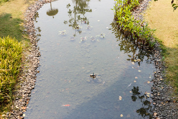 orange carp in the pond