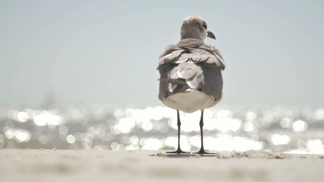 Seagull on Beach