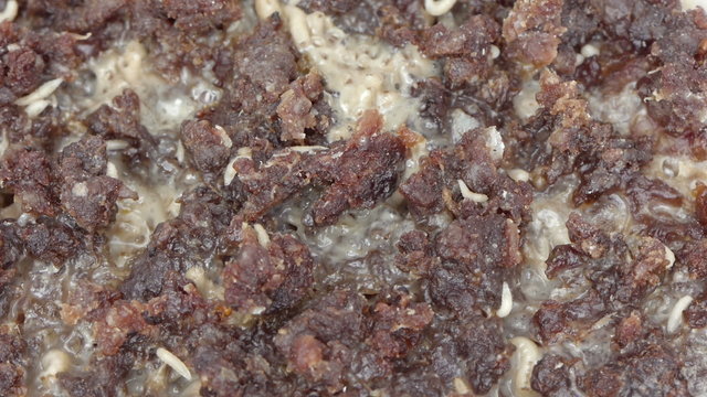 Fly Larvae on Putrid Meat HD. Shot with macro lens.