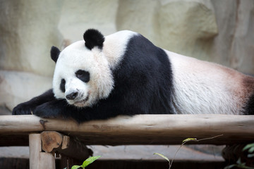 Fototapeta premium Sleeping panda
