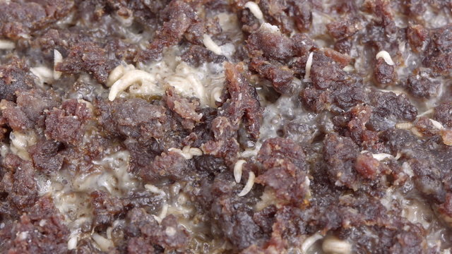 Many Fly Larvae on Putrid Meat 