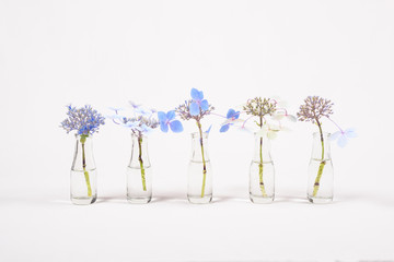 Row of blue flowers in glass jars