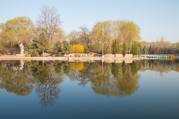 Fototapeta na wymiar Morning park trees reflected in the lake