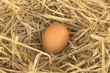 Macro shoot of brown eggs at hay nest in chicken farm