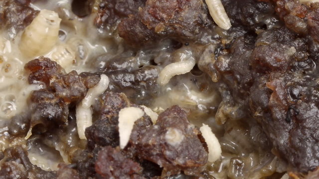 Fly Larvae on Rotten Meat HD. Shot with macro lens.