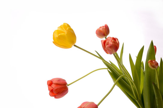 Colorful Tulips on white