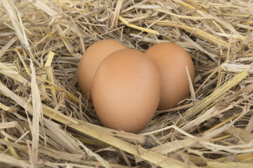 Macro shoot of brown eggs at hay nest in chicken farm