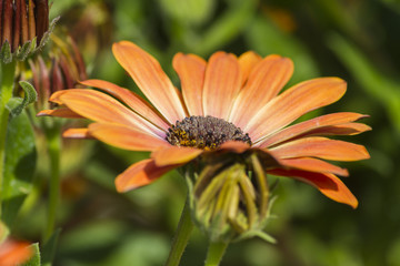 daisy in the garden