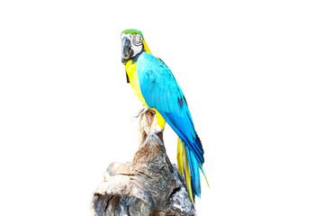 blue and yellow macaw parrot perching on a branch
