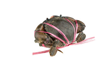 Raw Crab isolated on white background