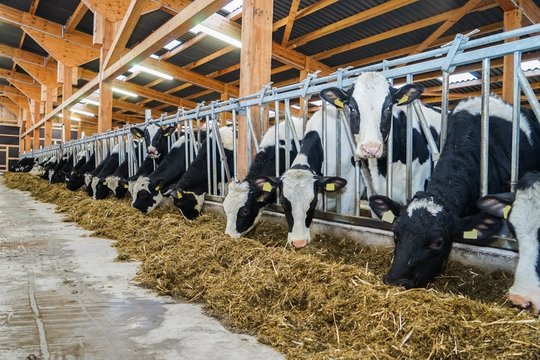 Moderner Rindviehstall, Holstein-Friesian Rinder beim fressen